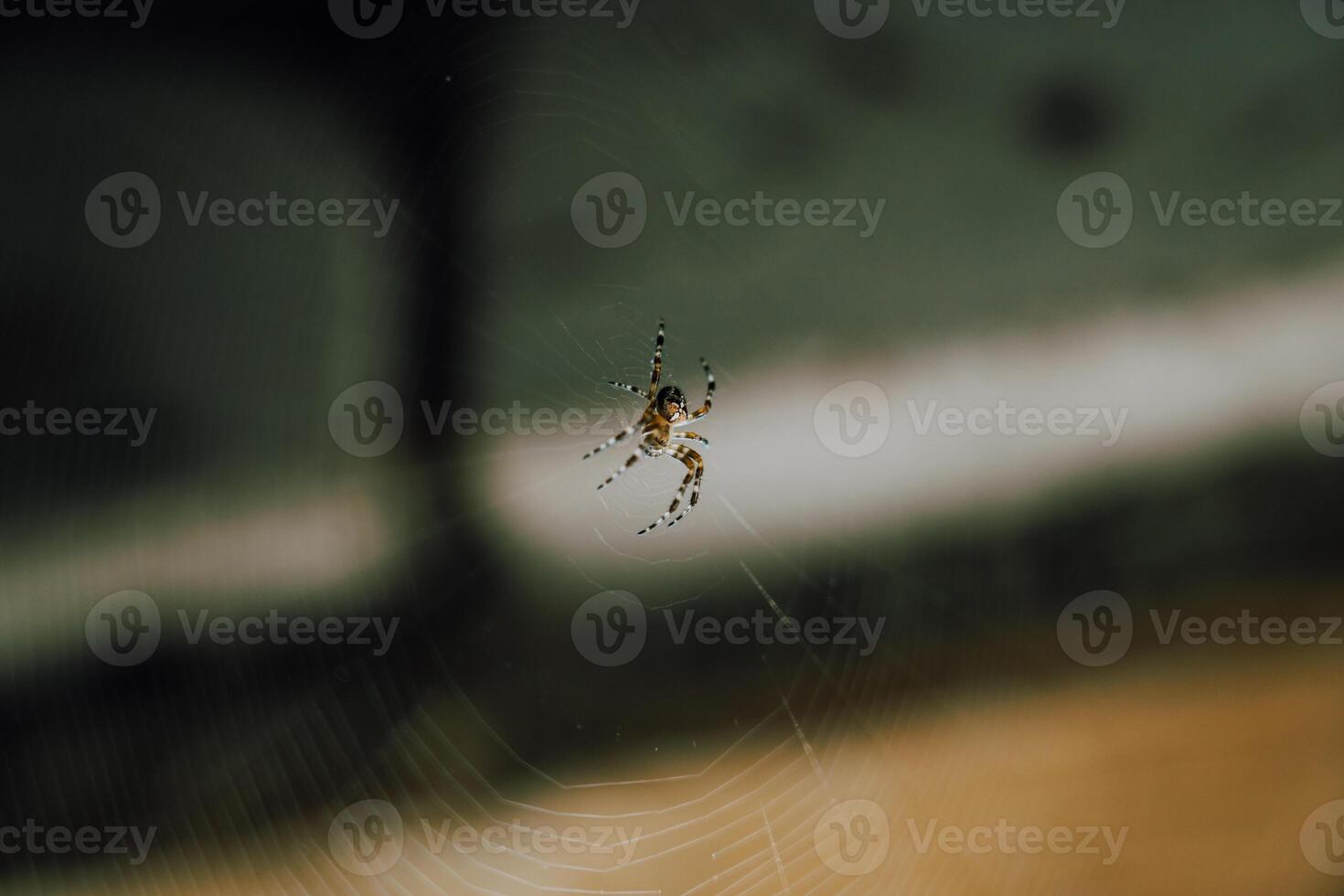A spider is sitting on a web in a dark corner. Halloween spider photo