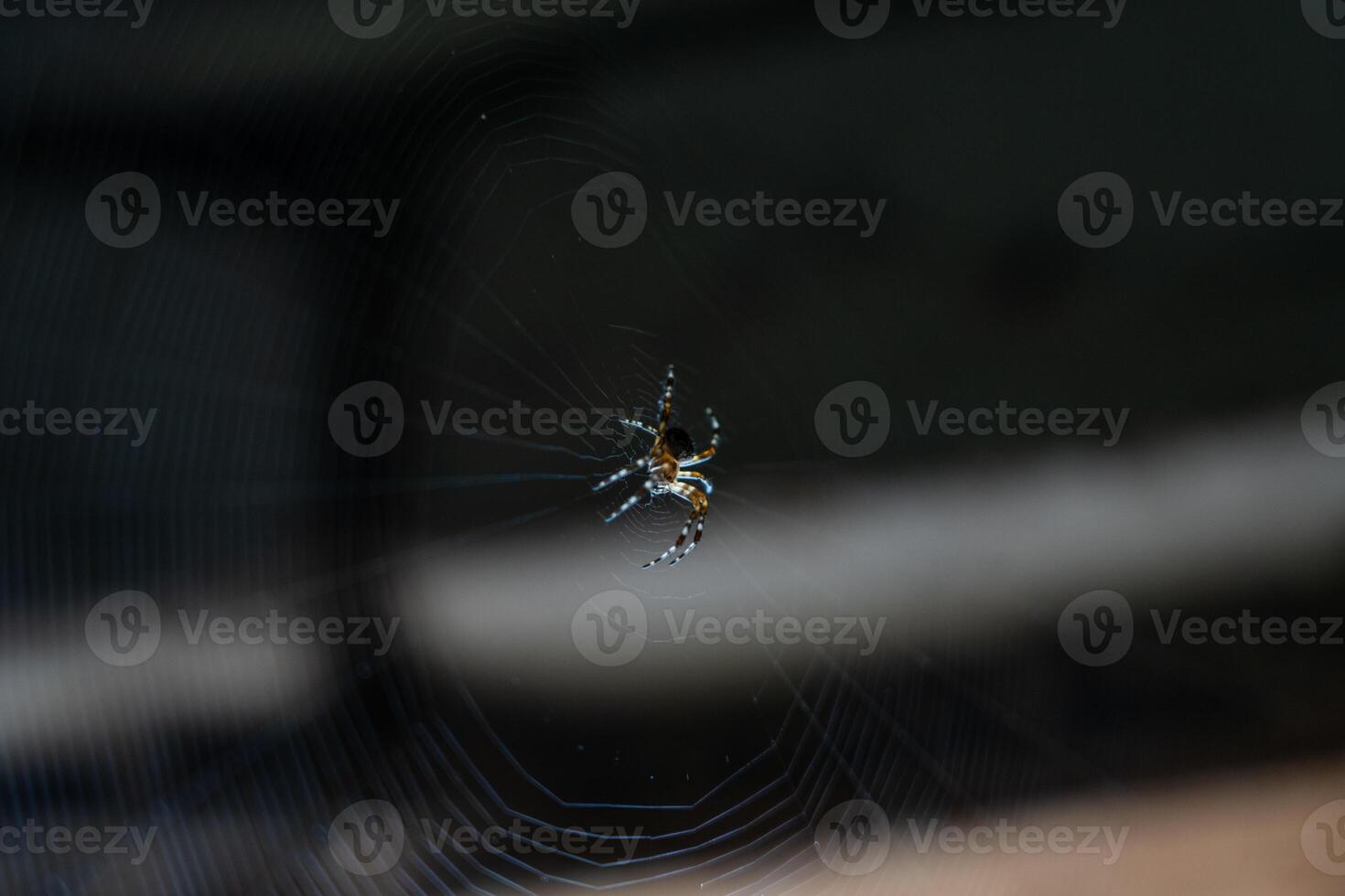 A spider sitting on a web in a dark corner of a brick building photo