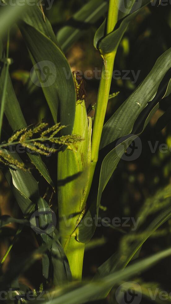 An ear of corn grows in a field photo