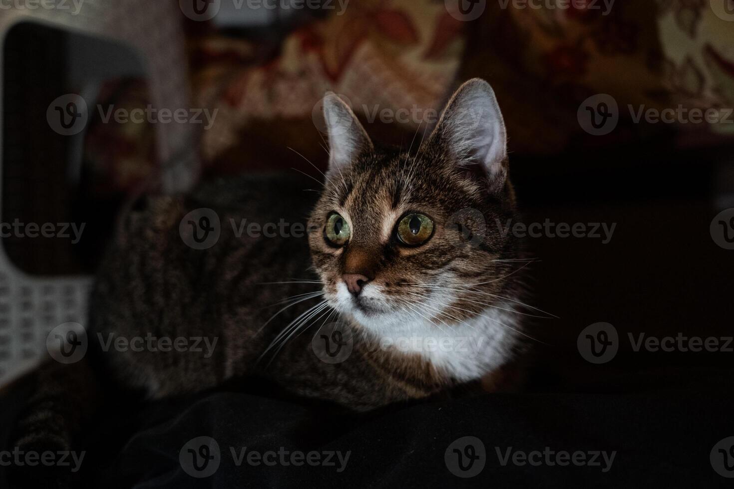 A curious cat looks to the left lying on the couch in the evening in the dark photo