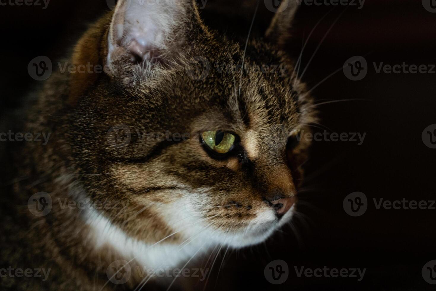A curious cat looking into the distance in the evening in the dark photo