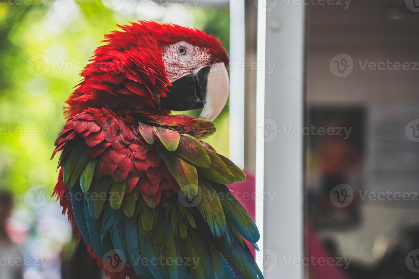 A tousled red macaw parrot sits on a branch with its head turned photo