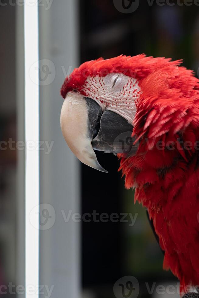 Sleeping, a red macaw parrot sits on a branch photo