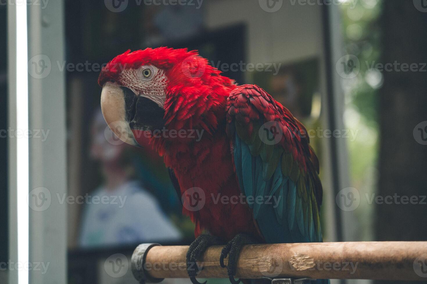 Red macaw parrot, sitting on a branch in the park photo