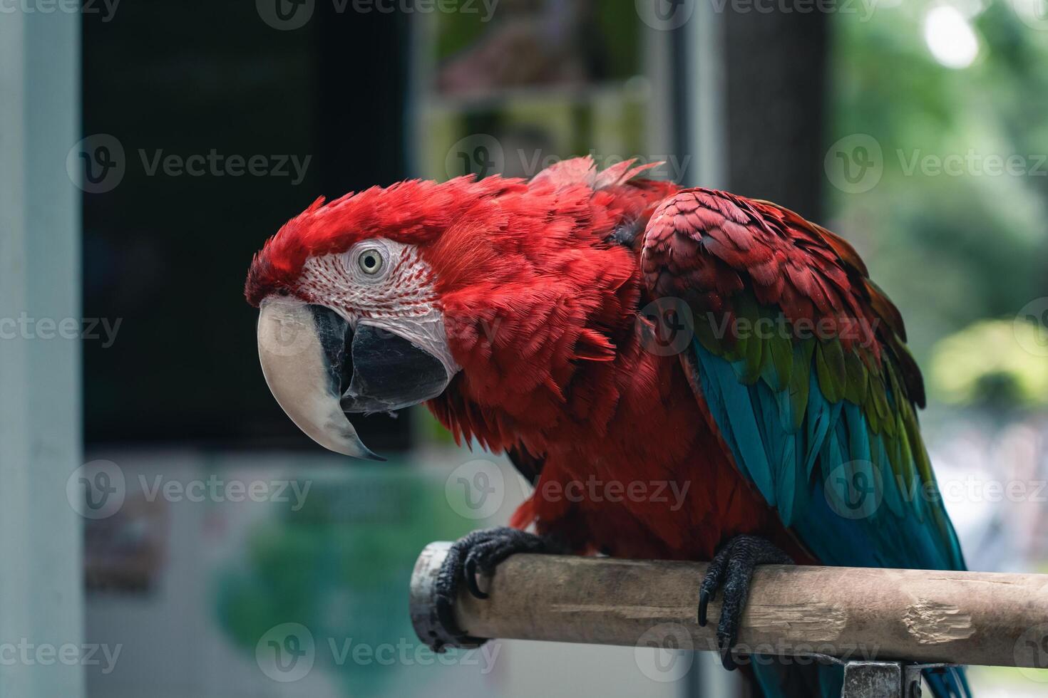Curious, red macaw parrot in the park, sitting on a branch photo