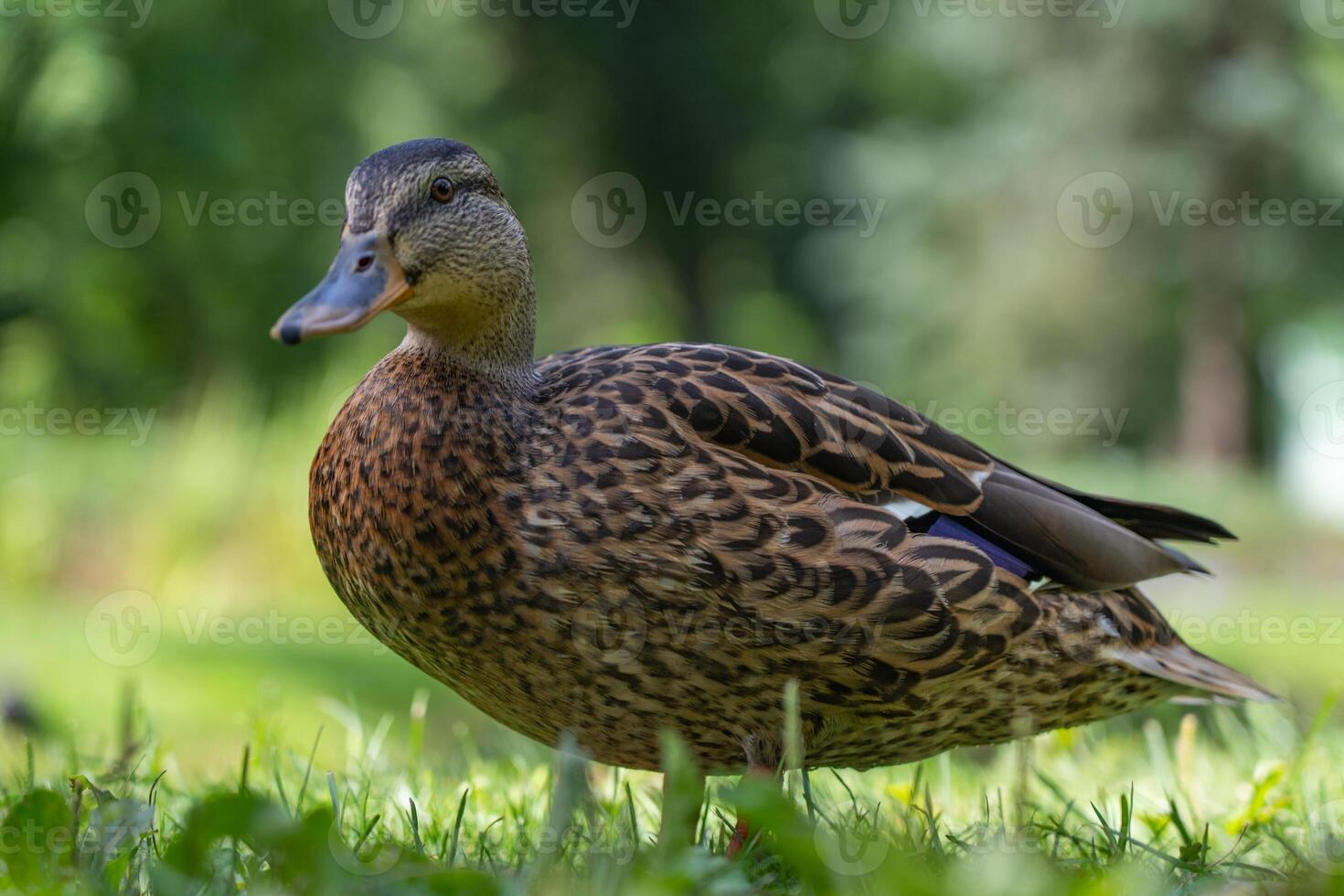 Duck, mallard stands on the grass in the park photo