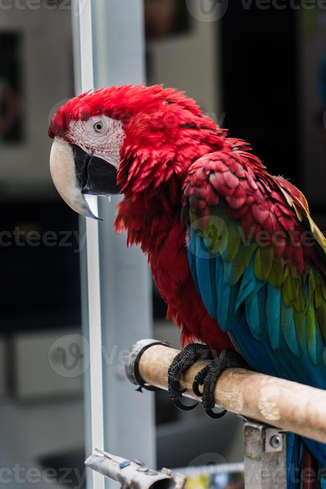 A red macaw parrot is sitting on a branch photo