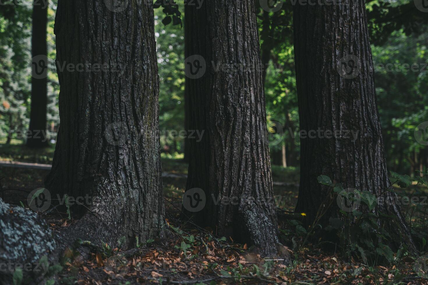 3 Old trees grow next to each other photo