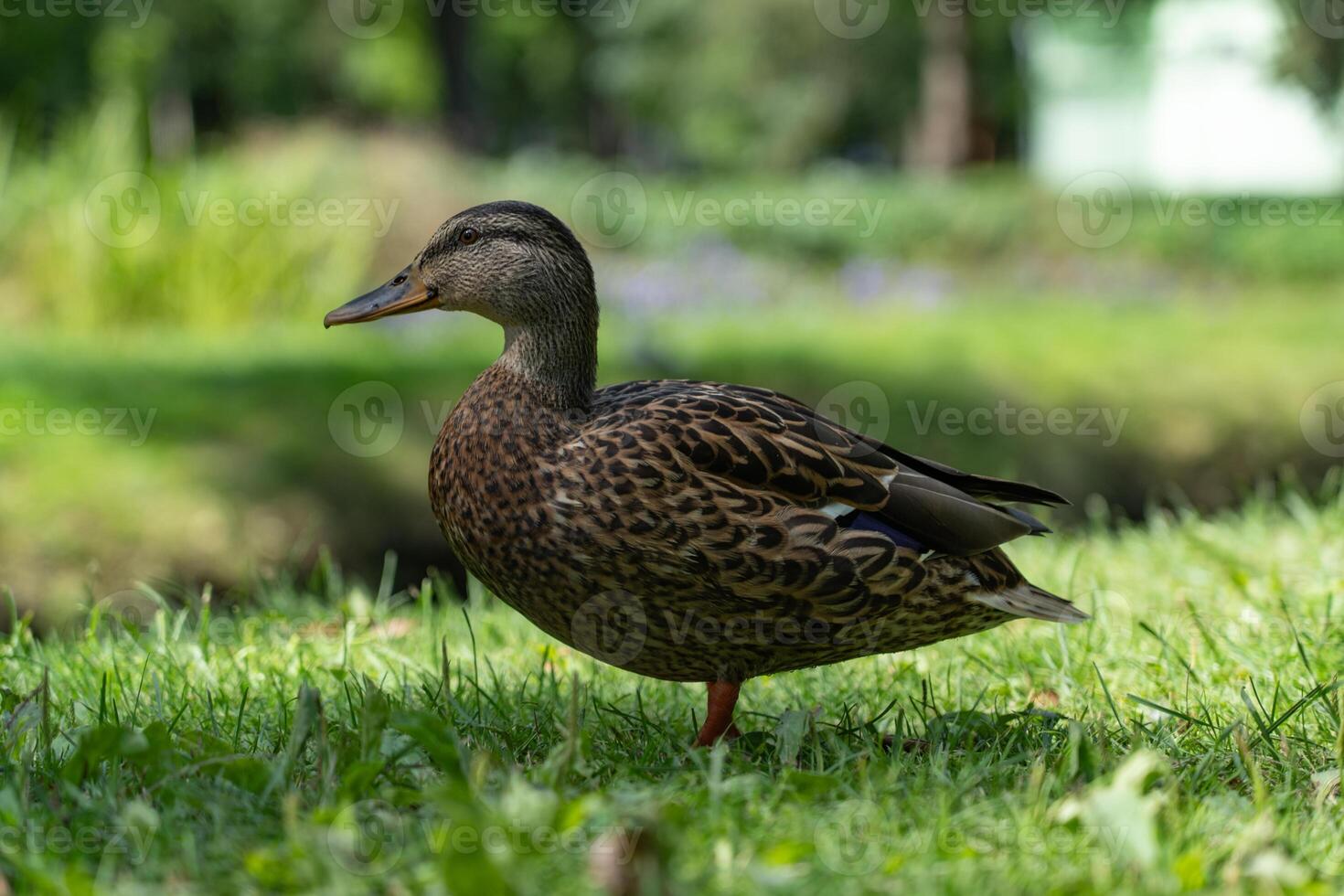 Duck, mallard stands on the grass in the park photo