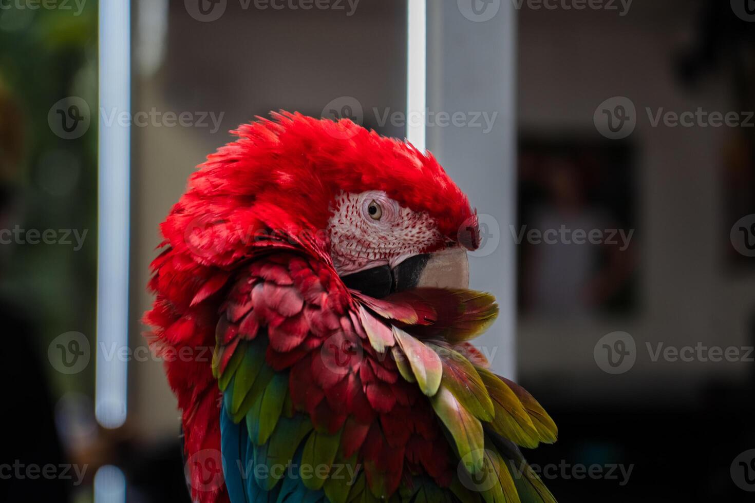 The red macaw parrot sleeps with its beak tucked under its wing photo