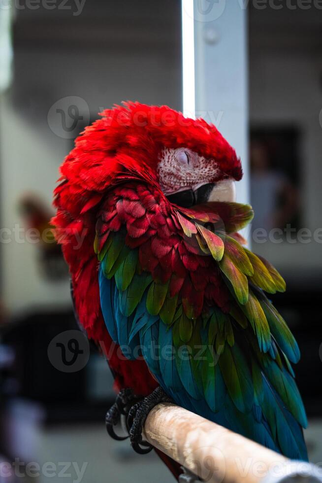 The red macaw parrot sleeps with its beak tucked under its wing photo