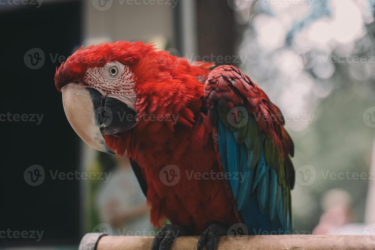 Curious, red macaw parrot, sitting on a branch photo