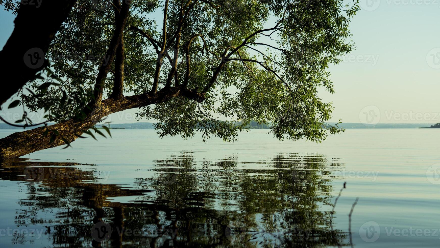 The tree leaned towards the water. A calm lake in the early morning photo