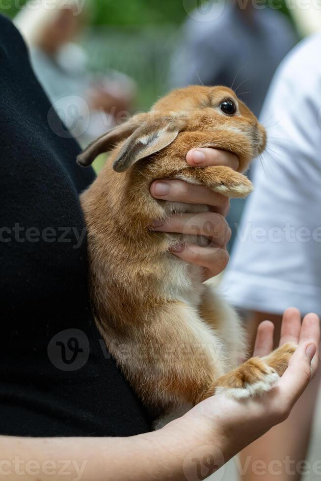 A rabbit in the arms of a girl in a children's park photo