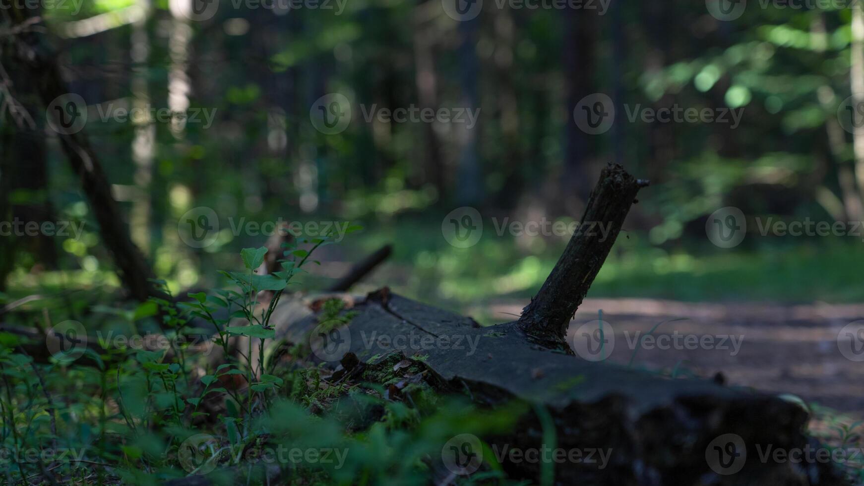 An old, rotten log lies along a forest path photo