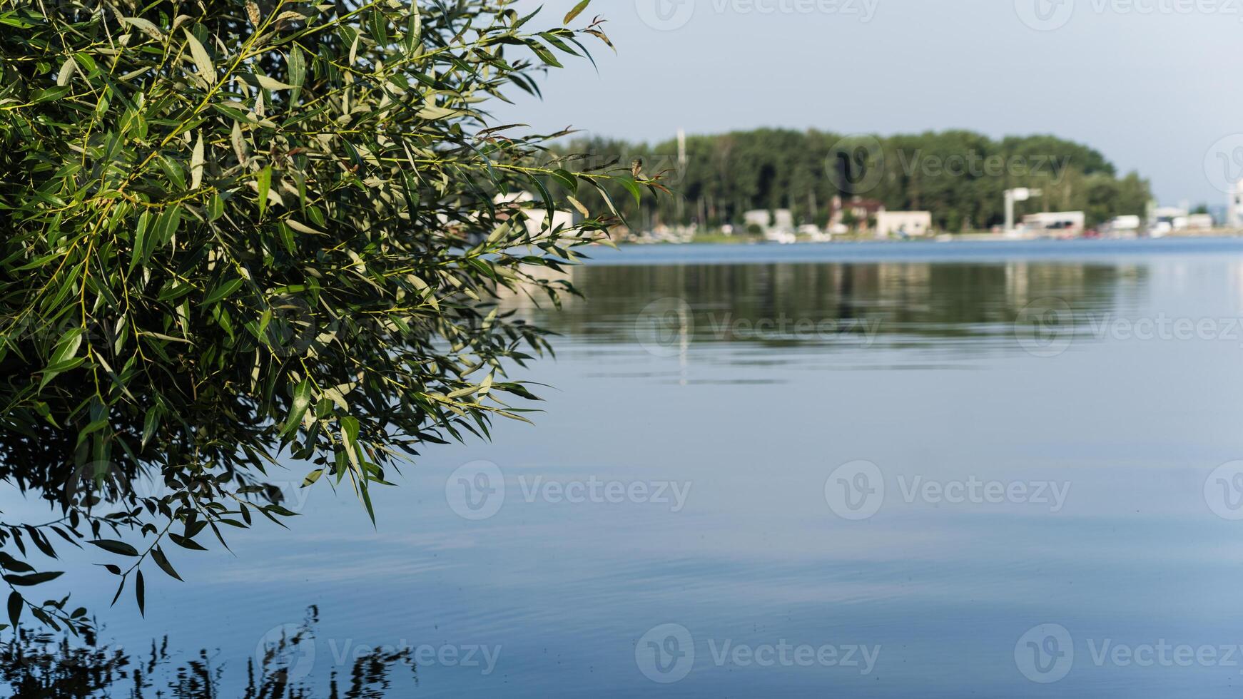 A bay in the distance, a lake, a tree growing on the left photo
