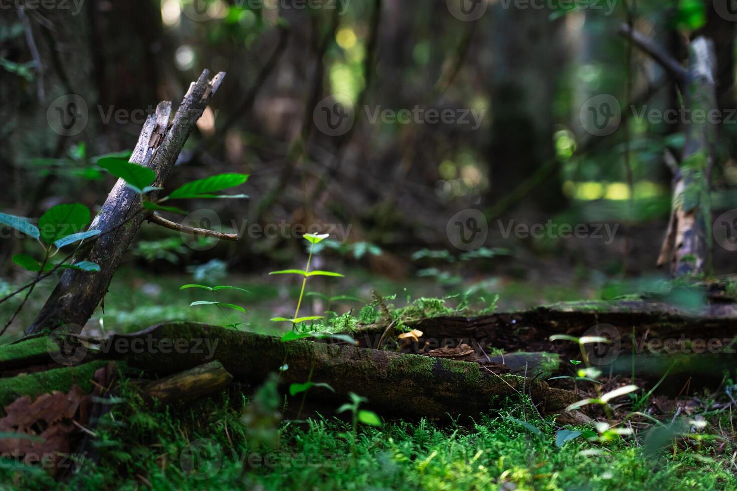 An old, rotten log in a dense forest photo