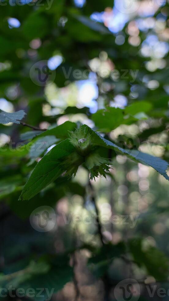 Young hazelnuts growing in the forest photo