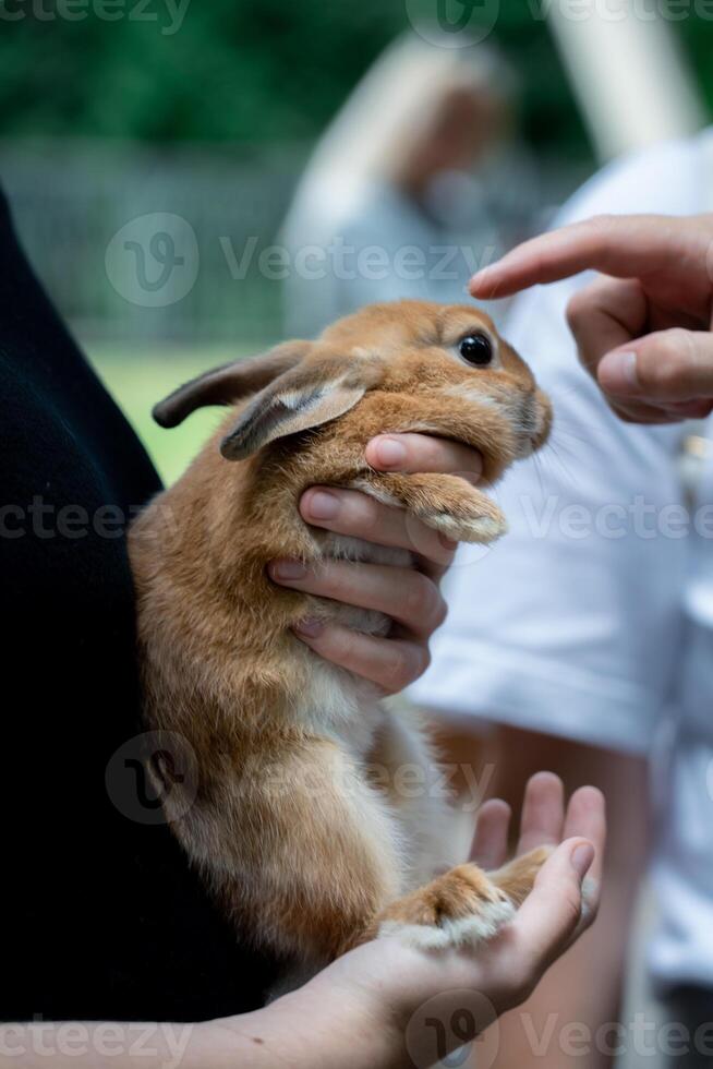 A rabbit in the arms of a girl in a children's park. Petting a rabbit photo