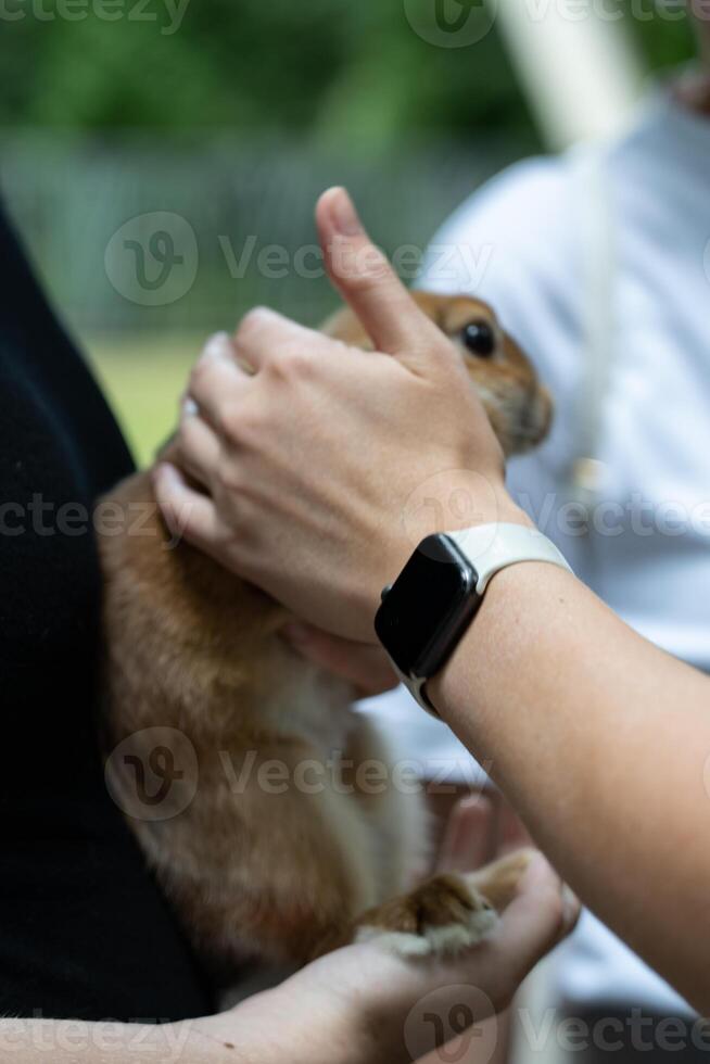 A rabbit in the arms of a girl. Petting a rabbit photo