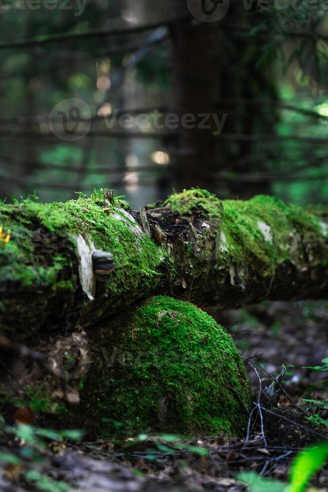 A log is broken on a stone in the forest. A log covered with moss photo