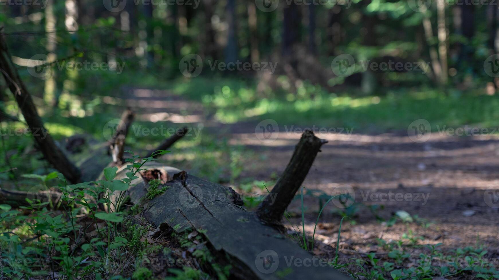 An old log lies along a forest path photo