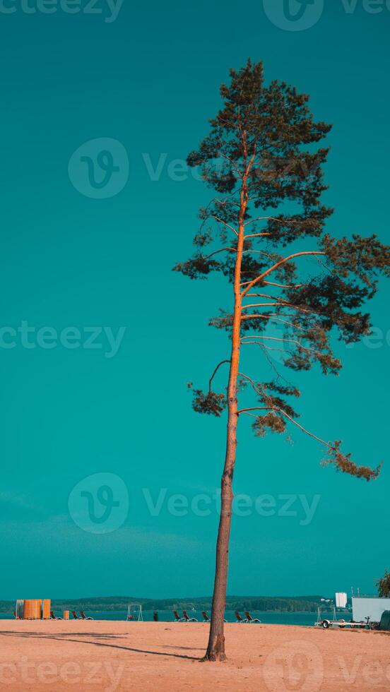 A tall, lonely fir tree on the beach photo