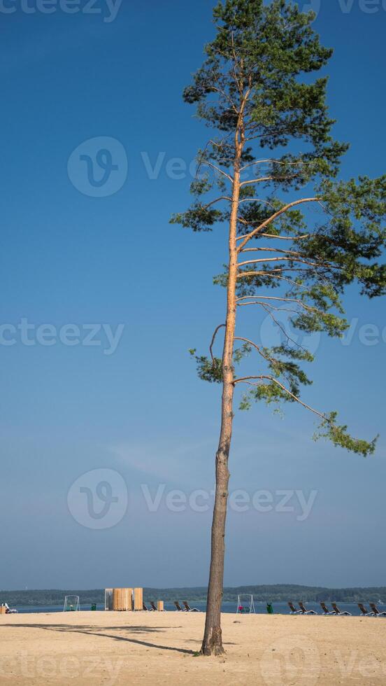 Tall, pine tree on the beach by the lake photo