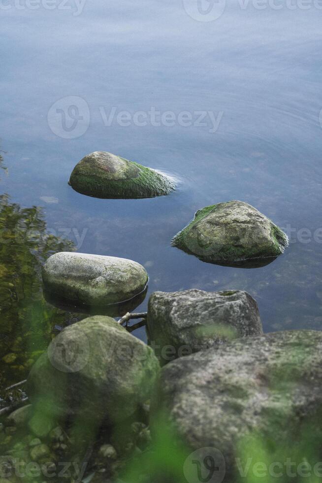 The rocks on the lake shore are covered with algae photo