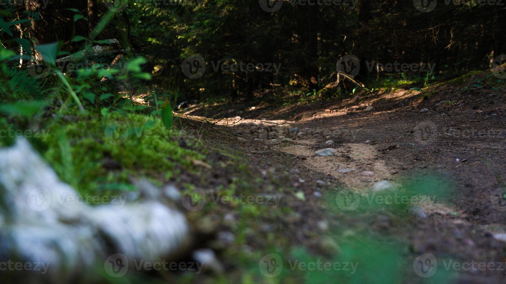 A forest trail with a birch log lying nearby photo