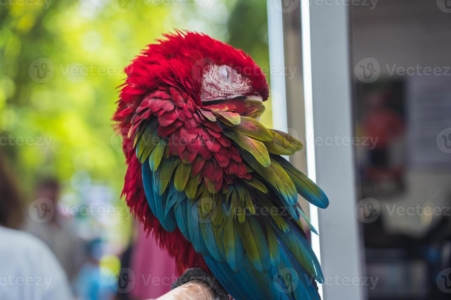 Sleeping, red macaw parrot in the park, sitting on a branch photo