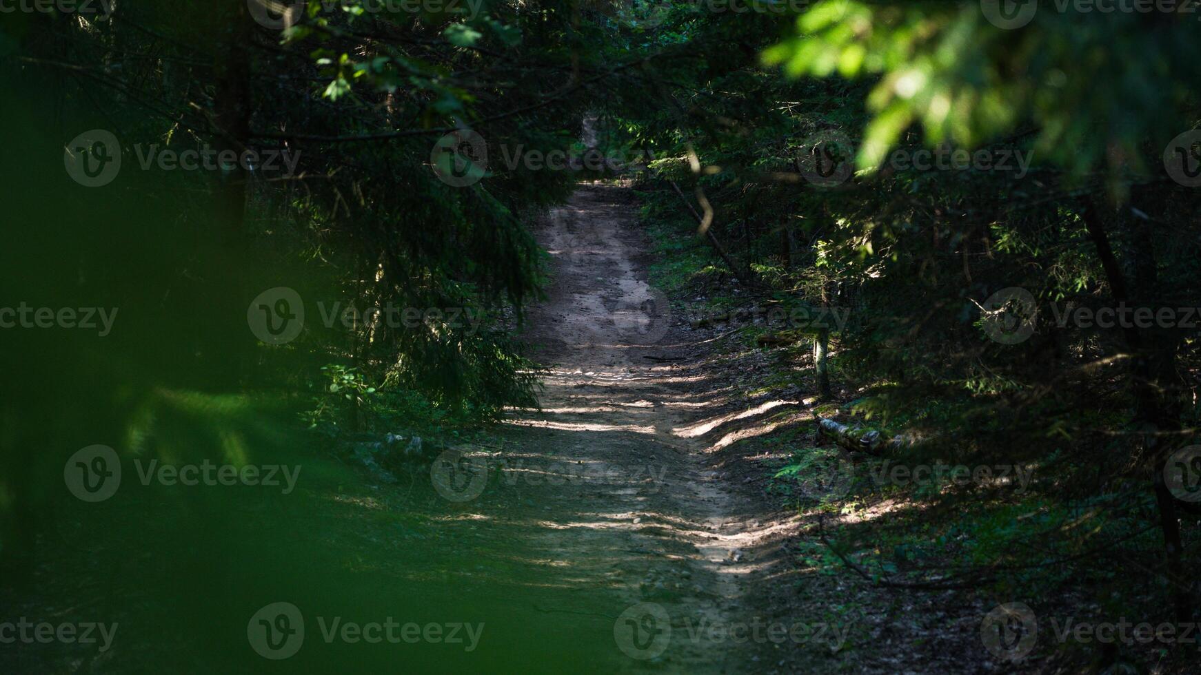 A forest path in an old dense forest photo