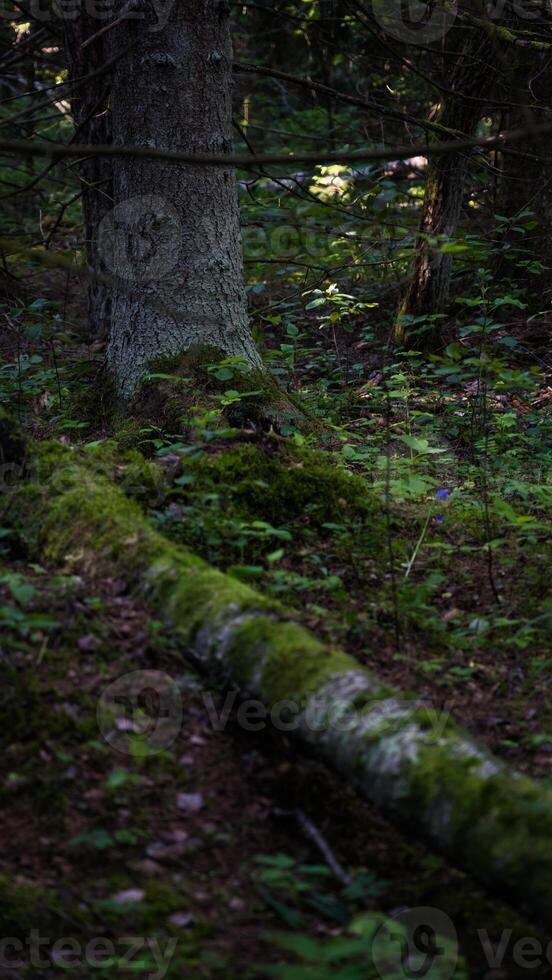 An old fallen birch covered with moss photo