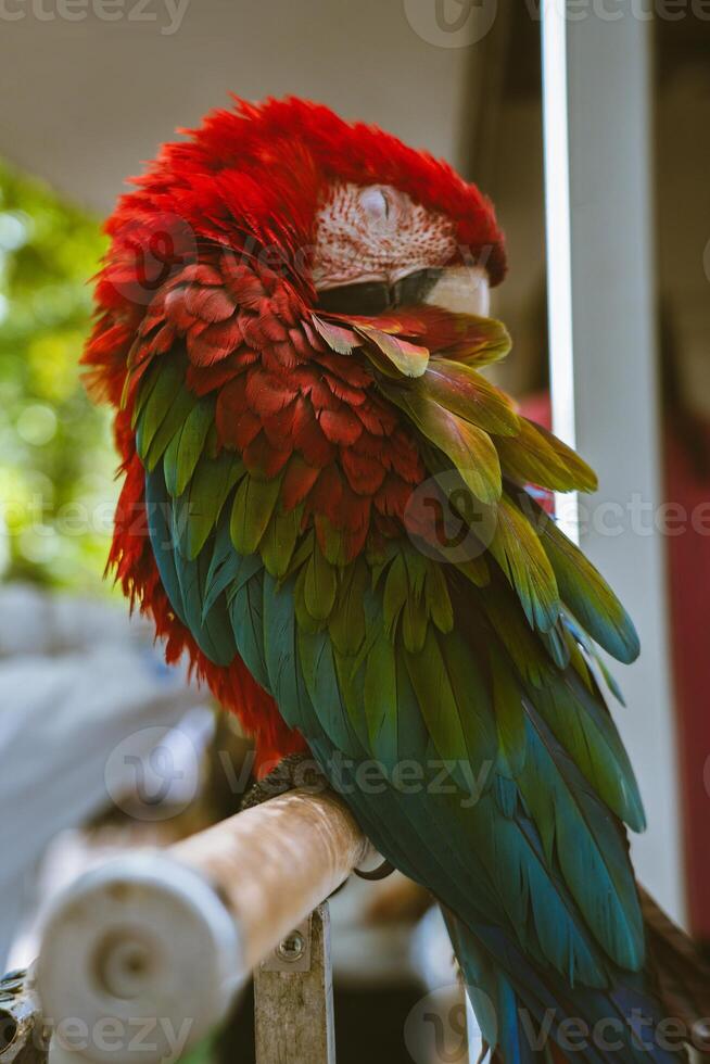 Sleeping, red macaw parrot in the park, sitting on a branch photo