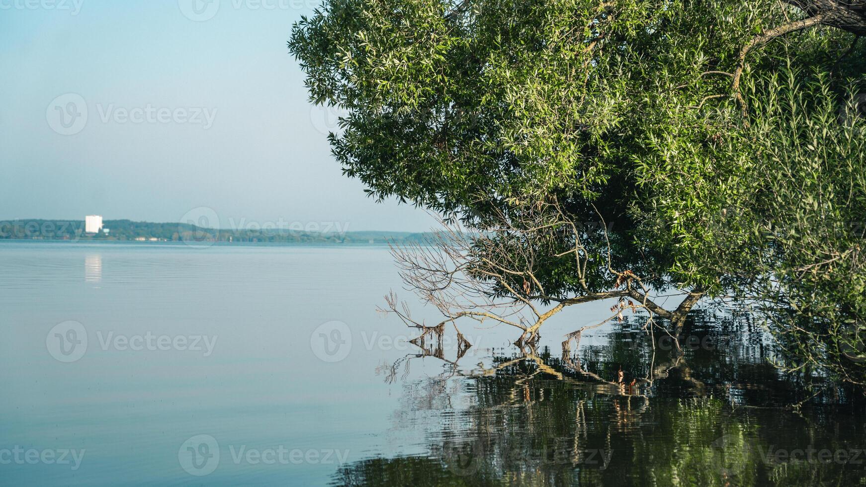Trees growing on the shore of a large, blue lake photo