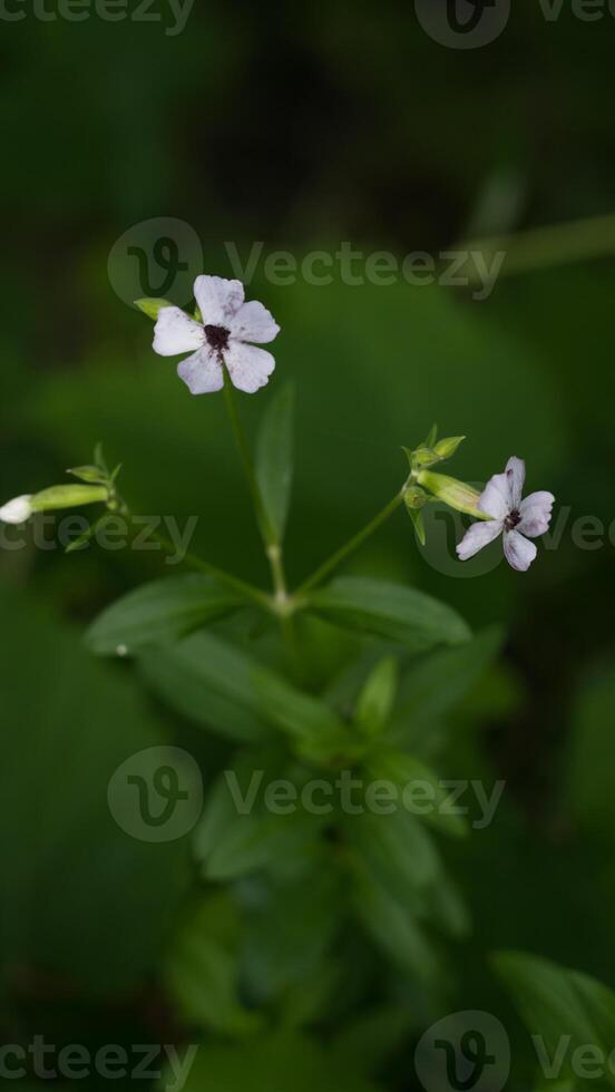 Basil-leaved soapweed growing in dense grass photo