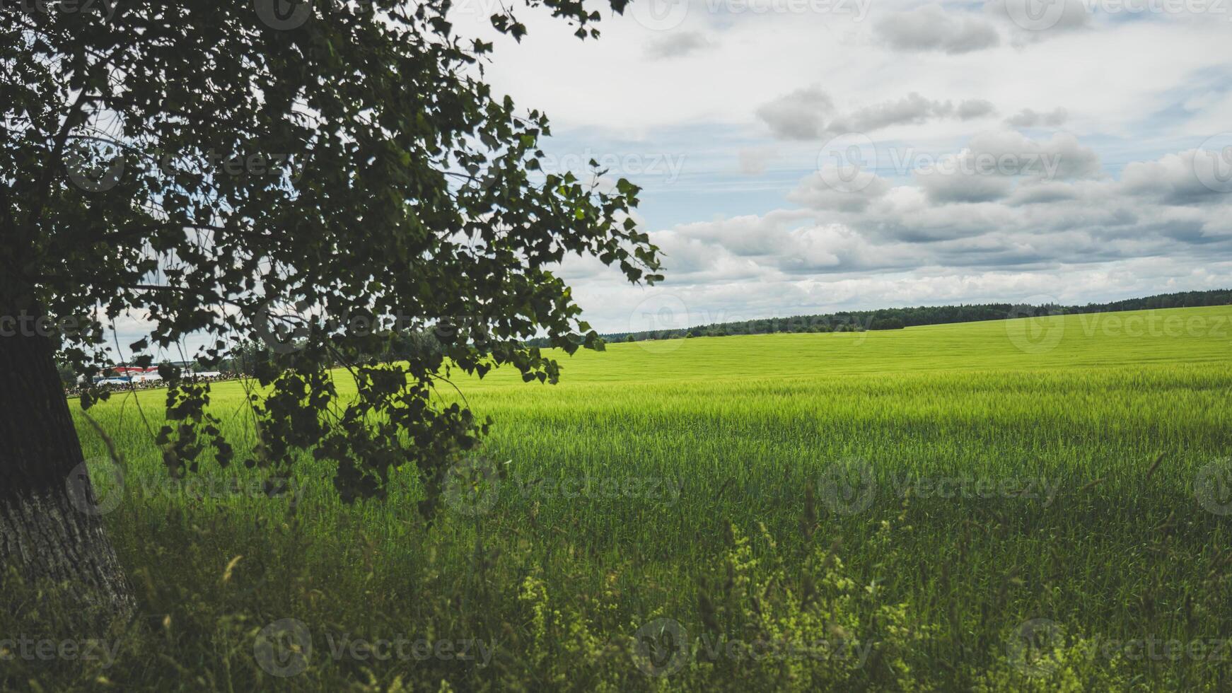 A thick tree, and behind it a large, green field photo