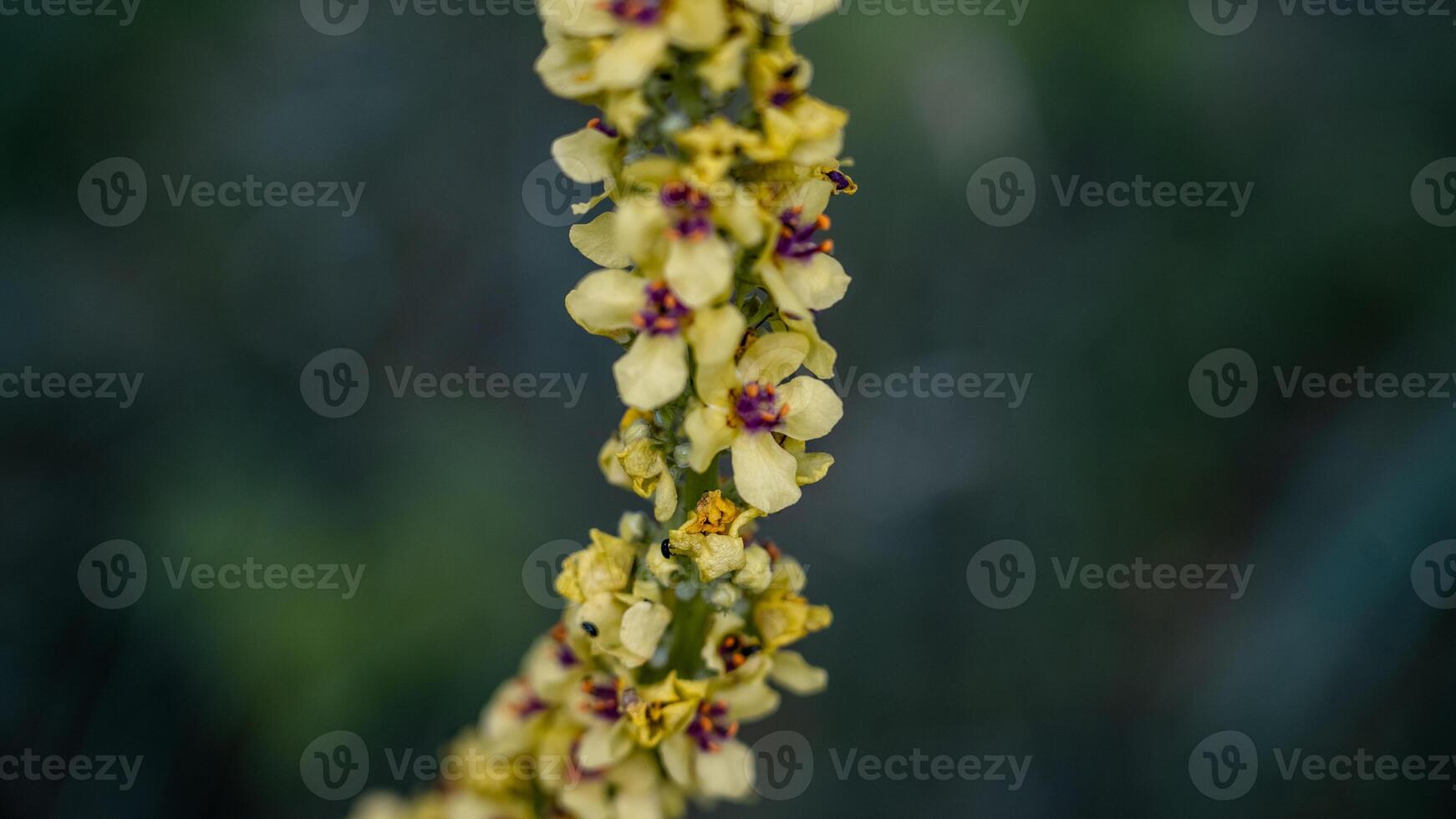 The flower is a black mullein growing in thick grass. Verbascum nigrum photo