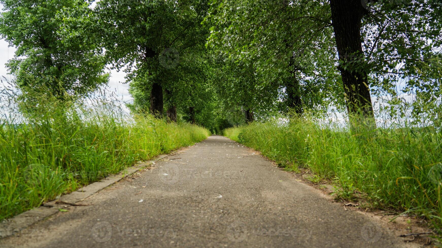 An asphalt footpath stretching into the distance, along tall, dense trees photo