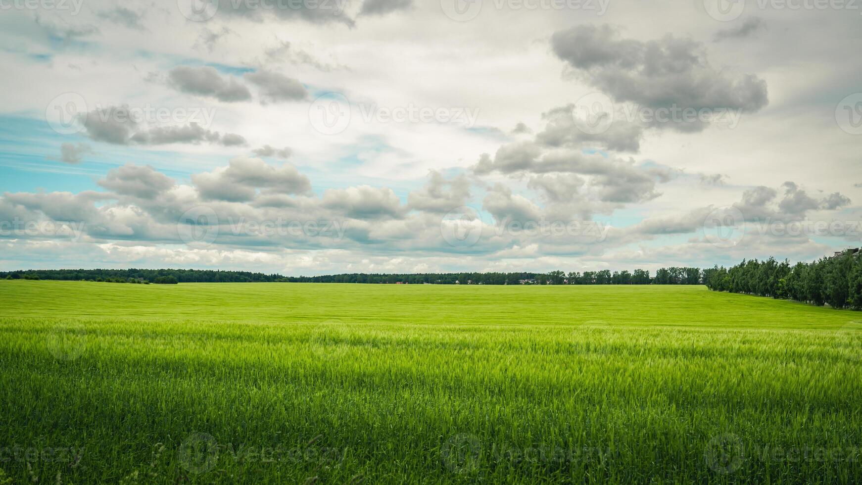 A neat, green, wheat field and a cloudy sky photo