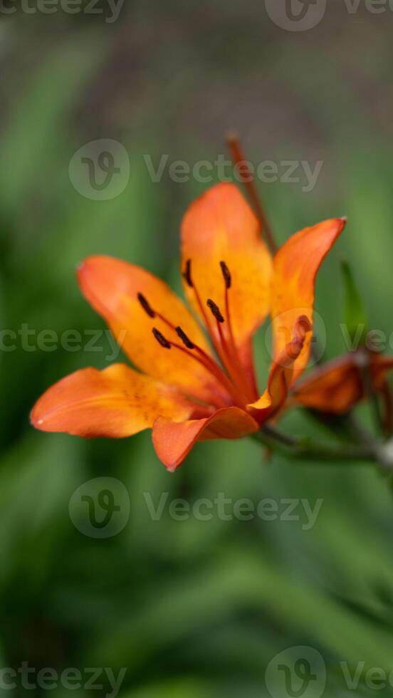 A single lily flower is orange, on a green background photo