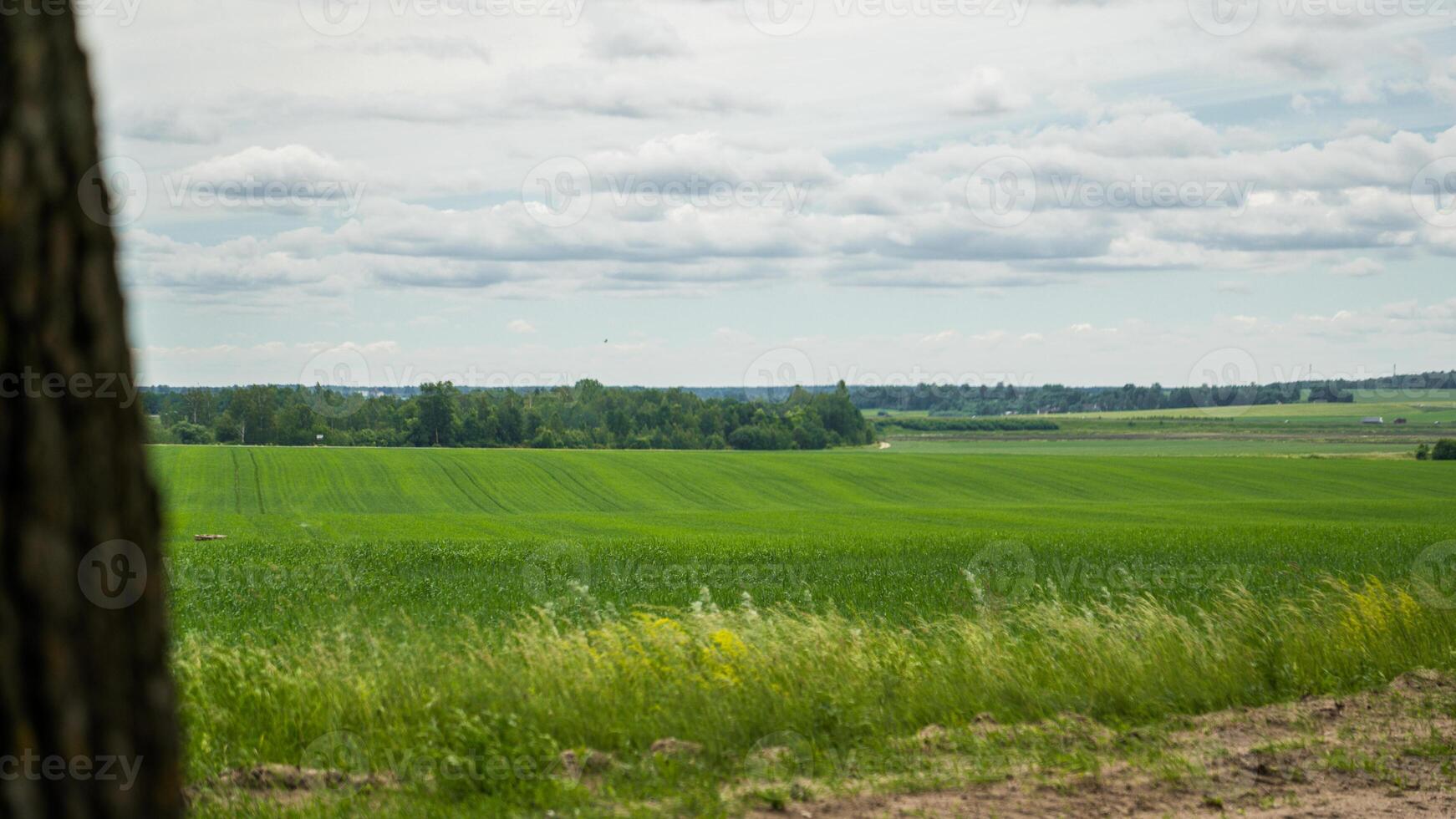 A large, green wheat field, in cloudy weather photo