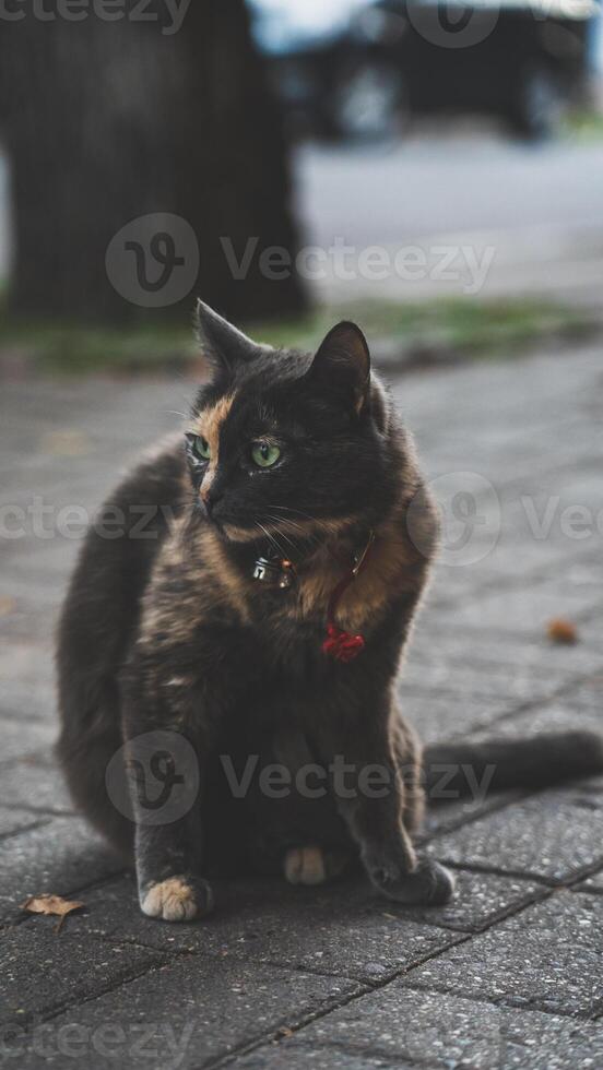An excited cat in a red collar and a bell, gazes intently into the distance photo