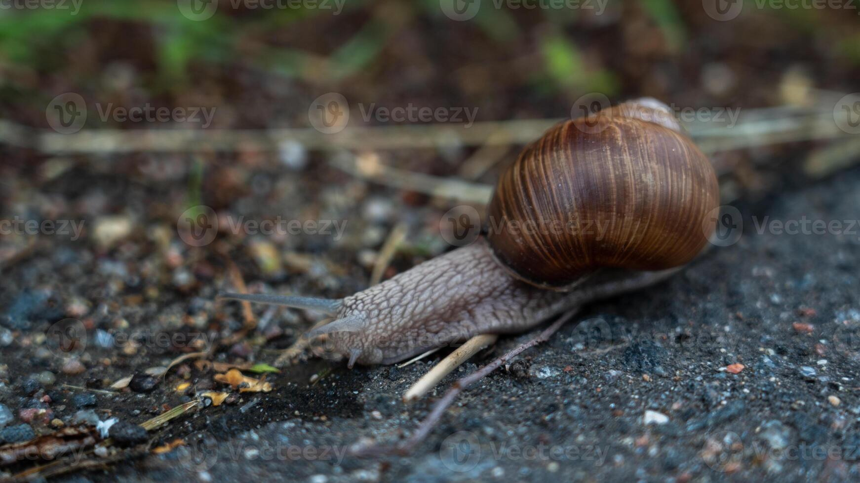A snail crawling along the edge of an asphalt road photo