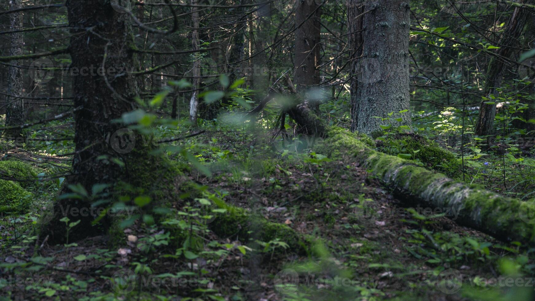 An old fallen birch covered with moss in an old forest photo