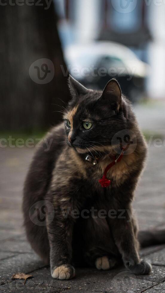 A scared cat is sitting and stares into the distance photo