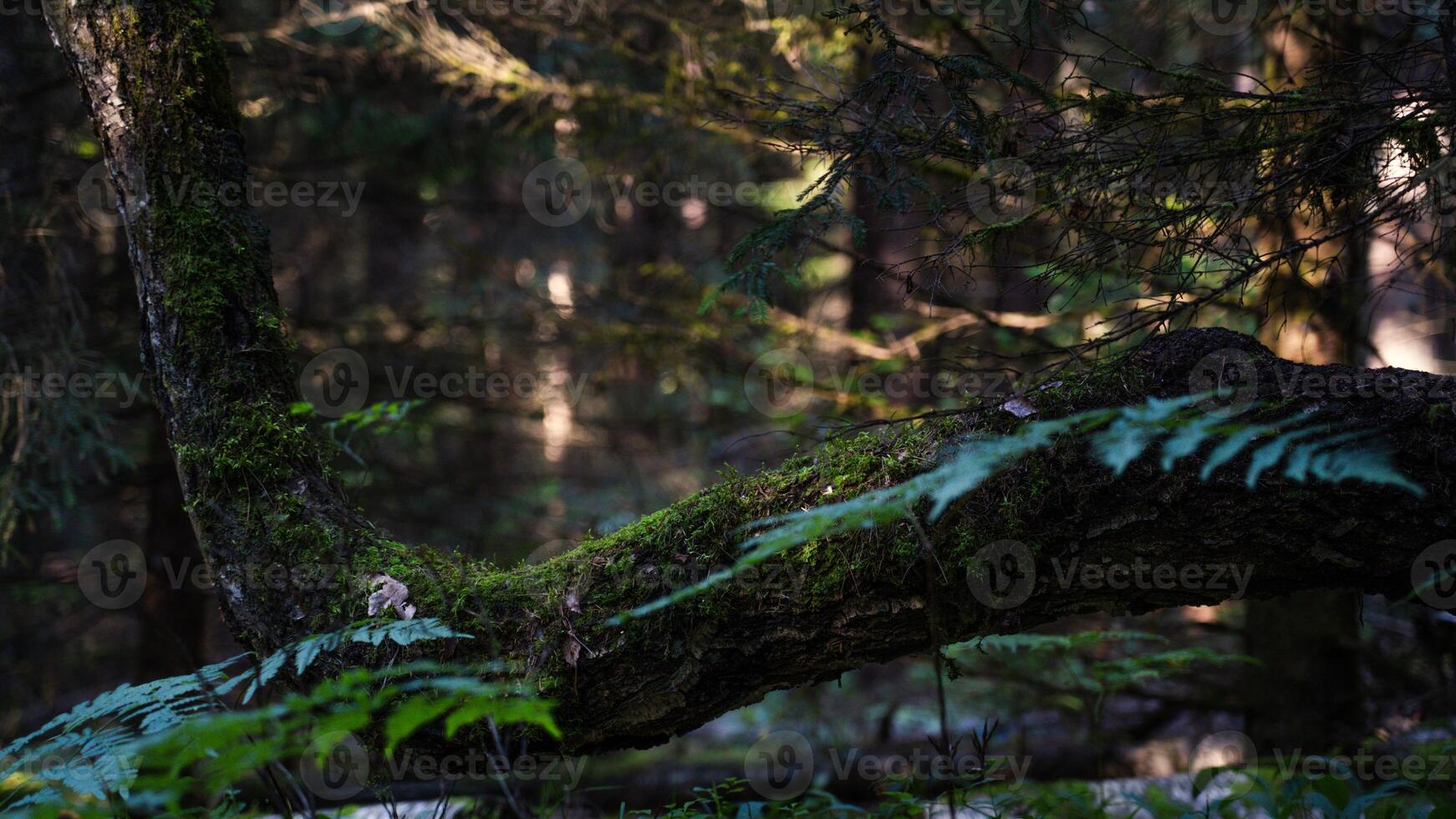 A crookedly growing tree in the forest. Crooked tree photo