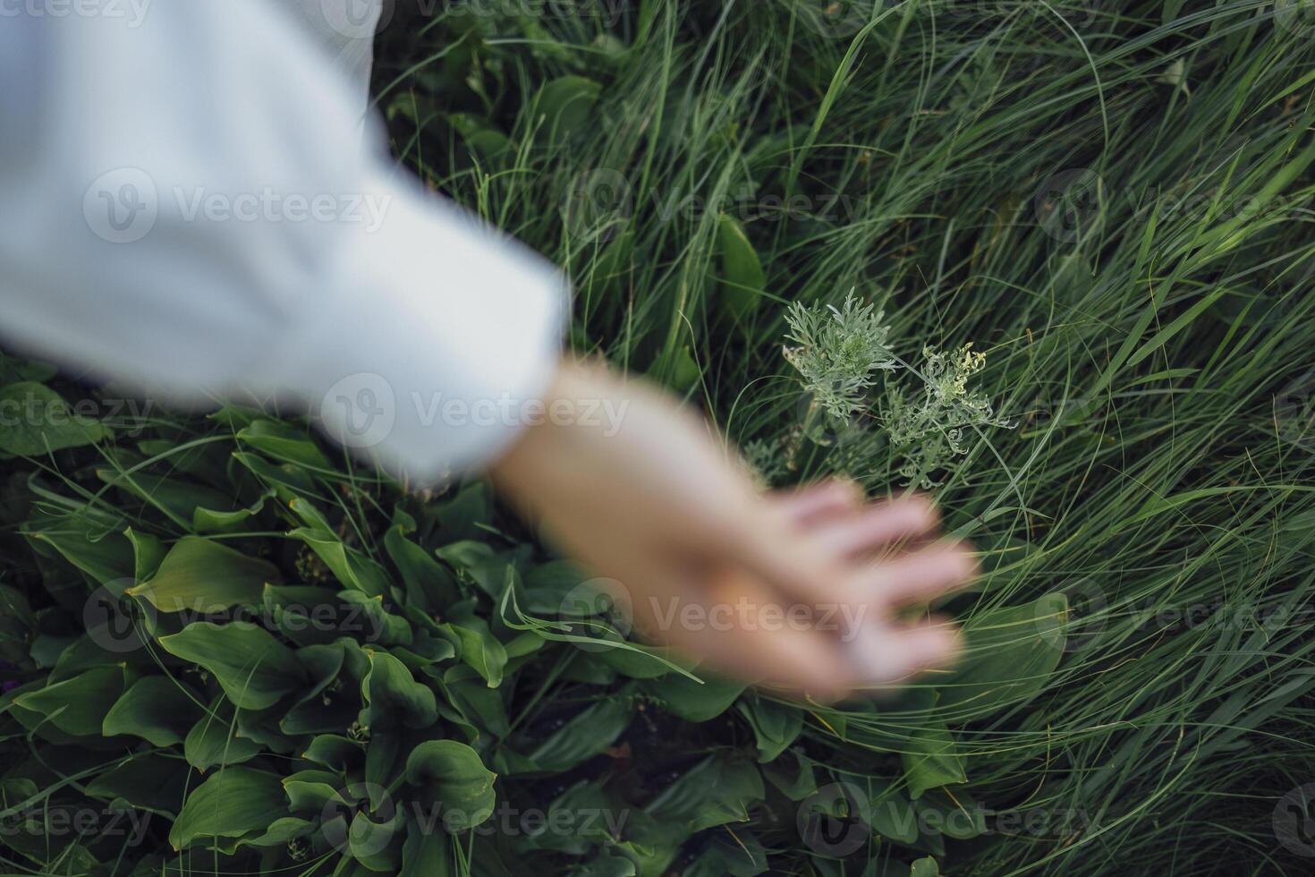 Close up of a blurred hand of the woman touching the grass, feeling nature photo