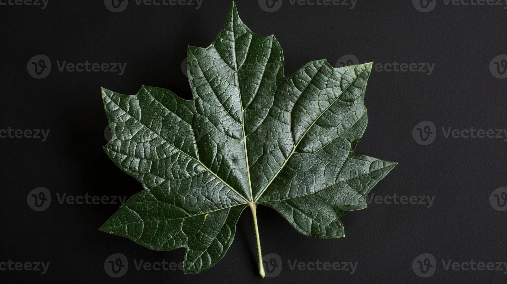 a single maple leaf on a black background photo
