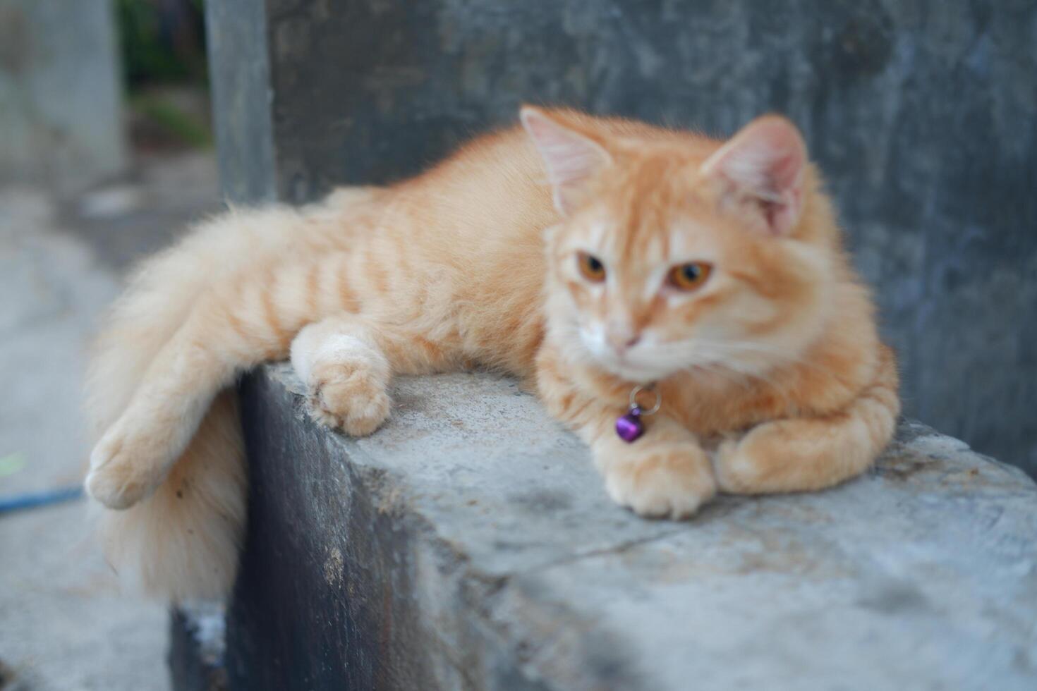 ginger cat sit on the cement floor in the garden, soft focus photo